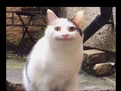 https://image.noelshack.com/fichiers/2022/35/5/1662141734-awkwardday1584517992710.jpg