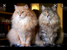 https://image.noelshack.com/fichiers/2022/35/7/1662322361-foto-no-exif-5.jpg