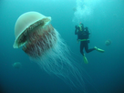 https://image.noelshack.com/fichiers/2022/36/4/1662630568-ob-b3ad8c-source-aquariorama.jpg