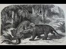 https://image.noelshack.com/fichiers/2022/37/5/1663308872-800px-iguanodon-versus-megalosaurus.jpg