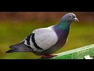 https://image.noelshack.com/fichiers/2022/37/5/1663357194-photo-pigeon-site.png