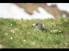 https://image.noelshack.com/fichiers/2022/38/1/1663584746-marmotte2.jpg