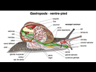 https://image.noelshack.com/fichiers/2022/38/4/1663852878-gastropoda-fr.png