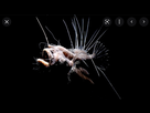 https://image.noelshack.com/fichiers/2022/38/6/1664039841-screenshot-2022-09-24-at-19-15-24-poisson-abyss-google-search.png