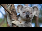 https://image.noelshack.com/fichiers/2022/38/6/1664040146-koalas-australia-001.jpg