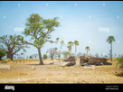 https://image.noelshack.com/fichiers/2022/39/2/1664295050-savane-africaine-avec-arbres-typiques-et-baobabs-au-senegal-afrique-sur-le-terrain-se-trouve-un-arbre-geant-tombe-2ap6x1b.jpg