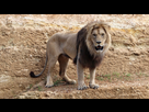 https://image.noelshack.com/fichiers/2022/39/2/1664295281-lion-d-afrique-panthera-leo-3-xl.jpg