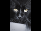 https://www.noelshack.com/2022-39-2-1664314175-clodomir-portrait-of-a-black-longhaired-cat-finely-detailed-eye-8ed2dc43-33f6-4004-a515-7073ffd7ef21-1.png