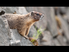 https://image.noelshack.com/fichiers/2022/39/4/1664467855-marmot-stretch-2.jpg