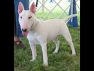 https://image.noelshack.com/fichiers/2022/39/5/1664510730-bull-terrier.jpeg