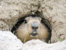 https://image.noelshack.com/fichiers/2022/39/6/1664577228-mapiwee-by-maped-pourquoi-les-animaux-hibernent-en-hiver.jpeg