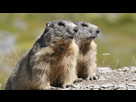 https://image.noelshack.com/fichiers/2022/39/6/1664578411-marmottes1.jpg