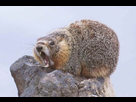 https://image.noelshack.com/fichiers/2022/39/6/1664579161-marmot.jpg