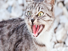 https://image.noelshack.com/fichiers/2022/40/2/1664847358-cat-hissing.jpeg