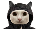 https://image.noelshack.com/fichiers/2022/40/6/1665254893-chat-blanc-capuche.png