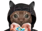 https://image.noelshack.com/fichiers/2022/40/6/1665255163-chat-simplet-pharmacie.png