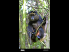 https://image.noelshack.com/fichiers/2022/40/7/1665336285-golden-monkey-golden-guenon-cercopithecus-mitis-kandti-cercopithecus-kandti-assis-dans-un-arbre-au-rwanda-volcans-virunga-m-a7dywr.jpg