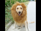 https://image.noelshack.com/fichiers/2022/41/5/1665701734-cute-pet-cosplay-clothes-transfiguration-costume-lion-mane-winter-warm-wig-cat-large-dog-party-decoration-3-1.jpg