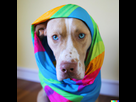 https://image.noelshack.com/fichiers/2022/41/6/1665787908-dall-e-2022-10-12-01-40-04-a-dog-wearing-a-colored-veil-portrait.jpg