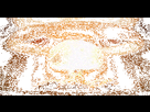 https://image.noelshack.com/fichiers/2022/41/6/1665819041-photofunky.gif