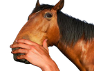 https://www.noelshack.com/2022-42-1-1665991692-cheval-ahuri2.png