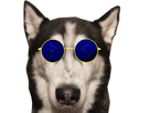 https://image.noelshack.com/fichiers/2022/43/1/1666566110-husky-grognon.png