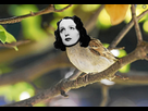 https://image.noelshack.com/fichiers/2022/43/1/1666621380-piaf.jpg
