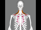 https://image.noelshack.com/fichiers/2022/43/6/1667014787-trapezius-frontal.png