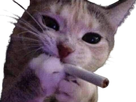 https://image.noelshack.com/fichiers/2022/43/6/1667054012-chat-cigarette.png