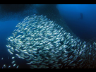 https://image.noelshack.com/fichiers/2022/43/7/1667082101-sardine-run-moalboal-cebu-philippines-144212302.jpg