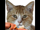 https://image.noelshack.com/minis/2022/44/4/1667478064-1667476755-img-20221103-125857-removebg-preview.png