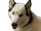 https://image.noelshack.com/fichiers/2022/44/4/1667492223-sticker-husky-chauve.png