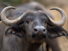 https://image.noelshack.com/fichiers/2022/45/2/1667918625-young-female-buffalo-kruger-park-afrique-du-sud.jpg