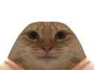 https://image.noelshack.com/fichiers/2022/46/4/1668678651-1636551175-avortin-chat.png
