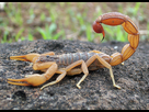 https://image.noelshack.com/fichiers/2022/46/4/1668680388-scorpion-photograph-by-shantanu-kuveskar.jpg