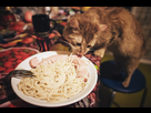 https://image.noelshack.com/fichiers/2022/46/6/1668894051-can-cats-eat-spaghetti.jpg