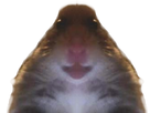 https://image.noelshack.com/minis/2022/46/7/1668967128-1636627915-image-5.png