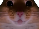 https://image.noelshack.com/minis/2022/46/7/1668967461-1668967128-1636627915-image-5.png