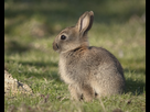 https://image.noelshack.com/fichiers/2022/47/4/1669308293-lapin-de-garenne-2.jpg