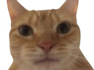 https://image.noelshack.com/fichiers/2022/47/5/1669375381-rthth-3.jpg