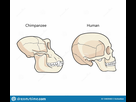 https://image.noelshack.com/fichiers/2022/47/5/1669378316-comparative-primate-anatomy-comparisons-skull-vector-human-chimpanzee-biology-illustration-134839483.jpg