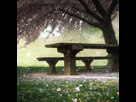 https://image.noelshack.com/fichiers/2022/47/6/1669429333-dalle-3-a-spring-picnic-with-lots-of-japanese-cherry-trees-whose-flowers-are-falling-photorealistic-photography-photorealistic.png