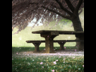 https://image.noelshack.com/fichiers/2022/47/6/1669433352-dalle-3-a-spring-picnic-with-lots-of-japanese-cherry-trees-whose-flowers-are-falling-photorealistic-photography-photorealistic.png