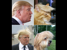 https://image.noelshack.com/fichiers/2022/47/6/1669460272-des-animaux-qui-ressemblent-aux-celebrites-013.jpg