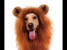 https://image.noelshack.com/fichiers/2022/48/7/1670160942-lion.jpg