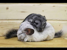 https://image.noelshack.com/fichiers/2022/49/7/1670724862-two-sleeping-chinchilla-e1591951399759.jpg