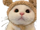 https://image.noelshack.com/fichiers/2022/49/7/1670796341-1636259875-20211107-003737.png