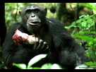 https://image.noelshack.com/fichiers/2022/50/1/1670850431-chimp-meat-580x400.jpg