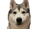 https://image.noelshack.com/fichiers/2022/50/4/1671136864-husky-moqueur.png