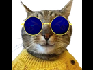 https://image.noelshack.com/minis/2022/51/1/1671425419-chatlunettes.png